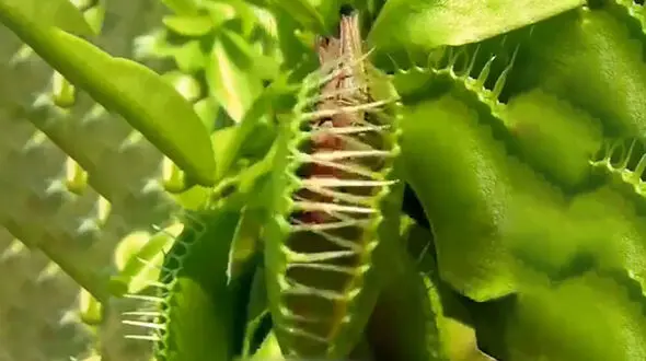 حبس شدن یک حشره در داخل گیاه + فیلم