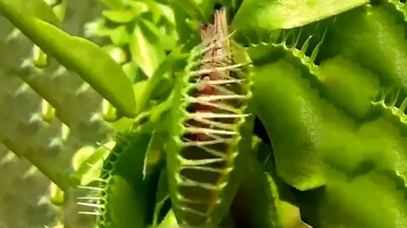 حبس شدن یک حشره در داخل گیاه + فیلم