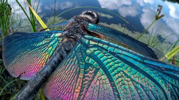 سفری به دنیای حشرات با شاهکارهای عکاس ژاپنی