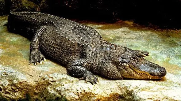  فیلم/ بزرگترین نبرد بین انسان ها و حیوانات 