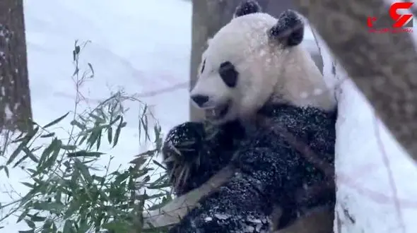 برف بازی دیدنی پاندای مادر و بچه پاندا+فیلم