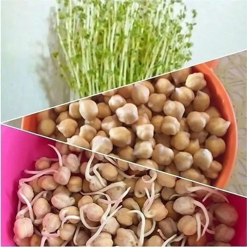 کاشت سبزه نخود