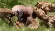فیلم شکار گروهی چیتاها / آنتلوپ طعمه شد