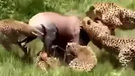 فیلم شکار گروهی چیتاها / آنتلوپ طعمه شد