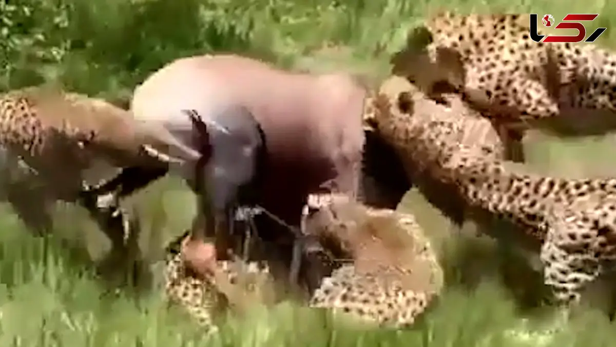 فیلم شکار گروهی چیتاها / آنتلوپ طعمه شد