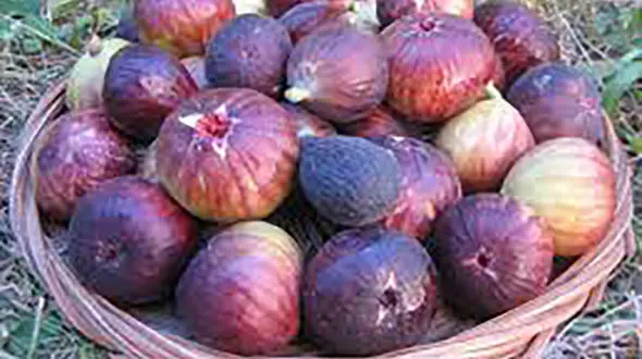 انجیر بهترین تنظیم کننده قند خون