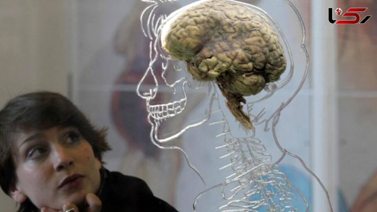 (عکس) آیا واقعاً تنها از 10 درصد مغز خود استفاده می‌کنیم؟