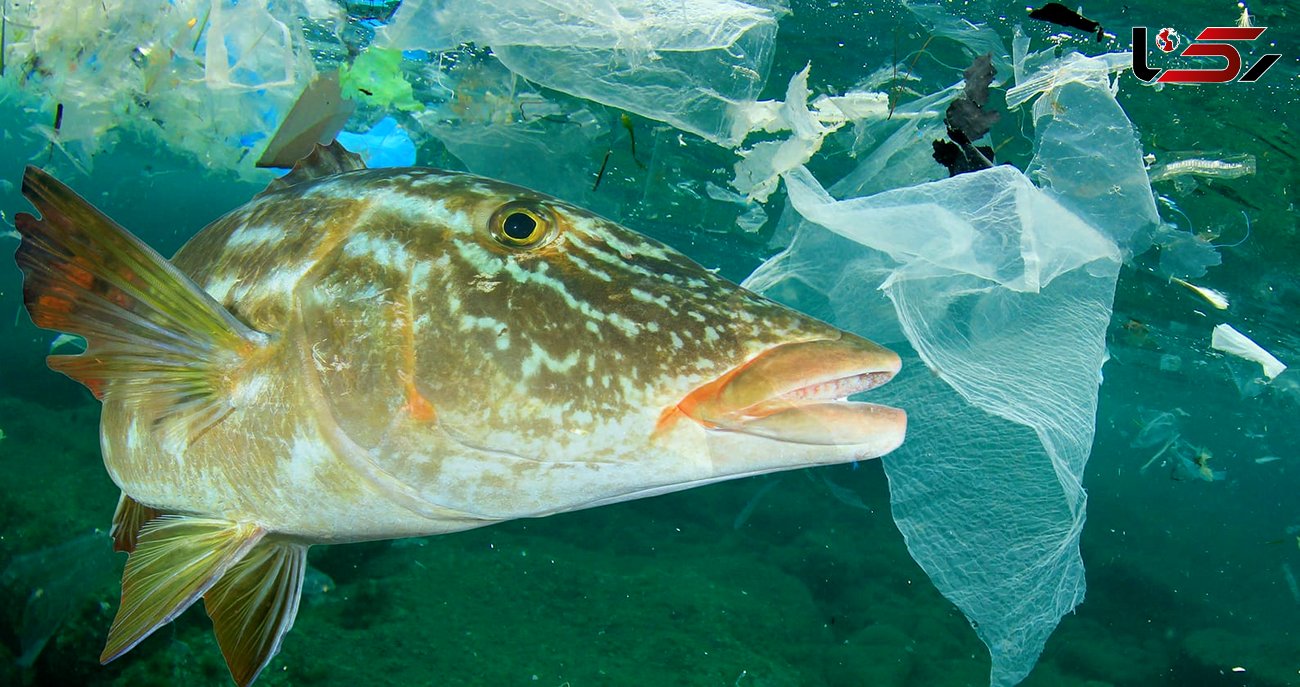 زباله‌های کرونایی با طبیعت چه کردند ؟ / با ماسک ماهی ها را خفه نکنیم
