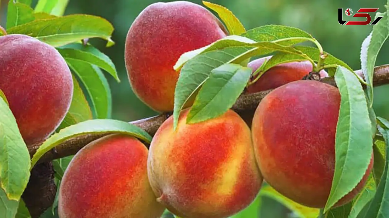بهترین میوه‌ های تابستانی برای تامین فیبر بدن / اگر به سلامت گوارش اهمیت می‌ دهید این 7 میوه‌ را بخورید