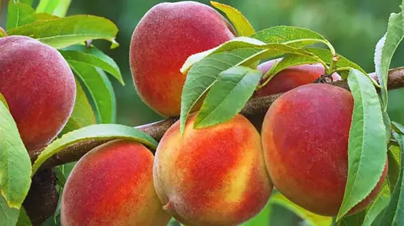 بهترین میوه‌ های تابستانی برای تامین فیبر بدن / اگر به سلامت گوارش اهمیت می‌ دهید این 7 میوه‌ را بخورید