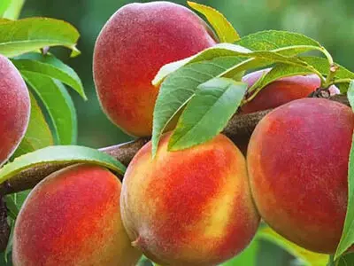 بهترین میوه‌ های تابستانی برای تامین فیبر بدن / اگر به سلامت گوارش اهمیت می‌ دهید این 7 میوه‌ را بخورید