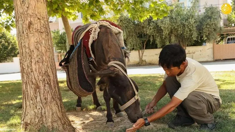 کوتارو گردشگر ژاپنی 