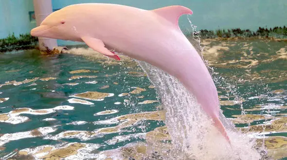  دلفین صورتی در حال شنا + فیلم