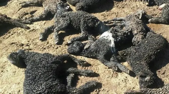 ۱۰۸ رأس گوسفند در برخورد قطار کرمانشاه با گله تلف شد 