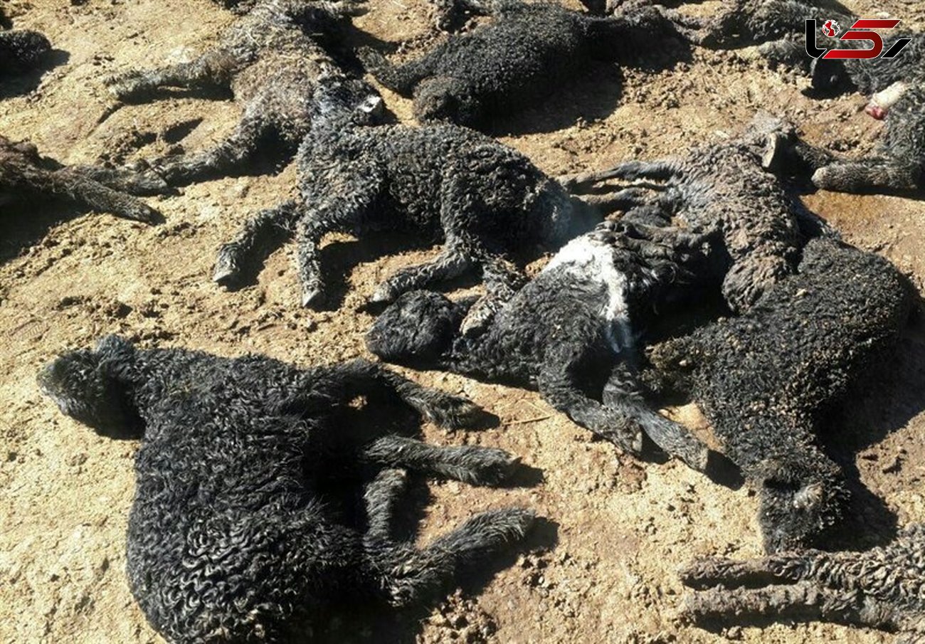 ۱۰۸ رأس گوسفند در برخورد قطار کرمانشاه با گله تلف شد 