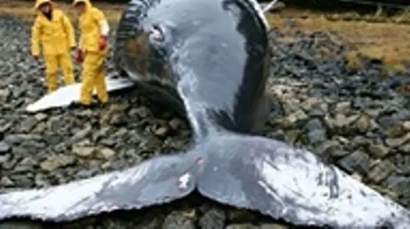 عامل خودکشی‌ نهنگ‌ها چیست؟