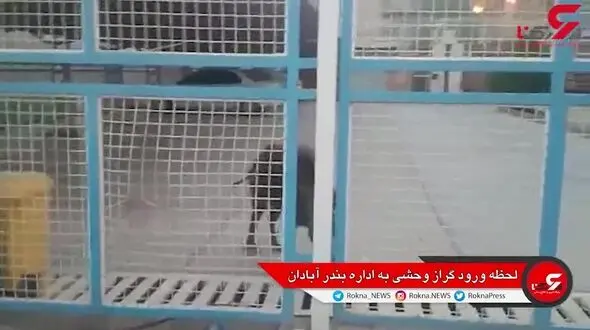 گراز وحشی اداره بندر و دریانوردی آبادان را به هم ریخت ! +فیلم