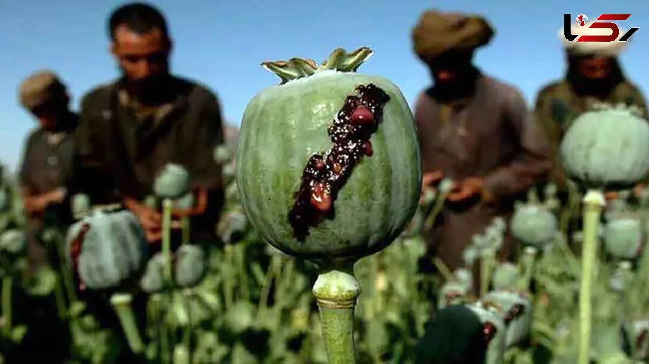 کشف شیره تریاک دفن‌شده در باغچه خانه سوداگر مواد مخدر در شیروان