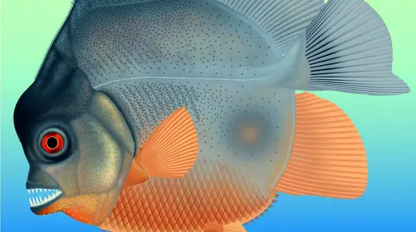 ماهی گوشتخواری که قدرت تخریب حیرت انگیزی دارد + فیلم 