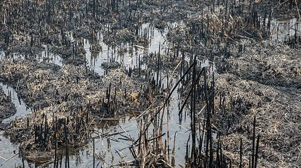 یک تالاب خوزستان سیراب شد