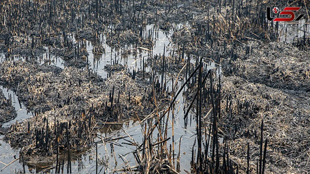 یک تالاب خوزستان سیراب شد