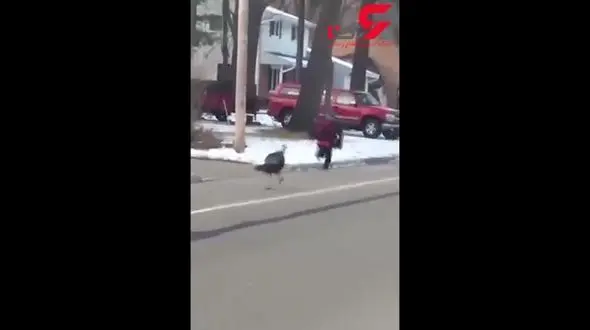 وحشت پسر بچه از بوقلمون عصبانی+فیلم