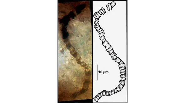 آغاز حیات روی کره زمین به بیش از 3 میلیارد سال بازمی گردد