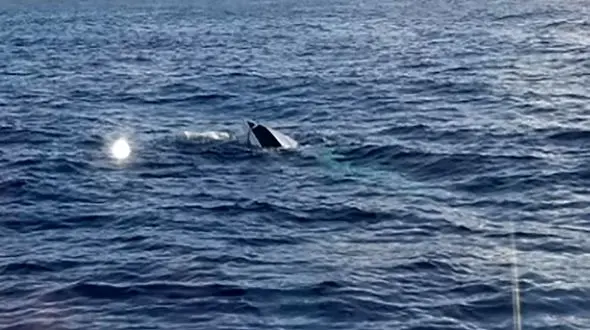 تفریح مرگبار خانواده آملی با قایق بادی / همه شوکه شدند