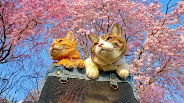 این گربه‌های جهانگرد در ناز و نعمت اند! + عکس