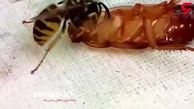 فیلمی جالب از نزاع بین سوسک و زنبور