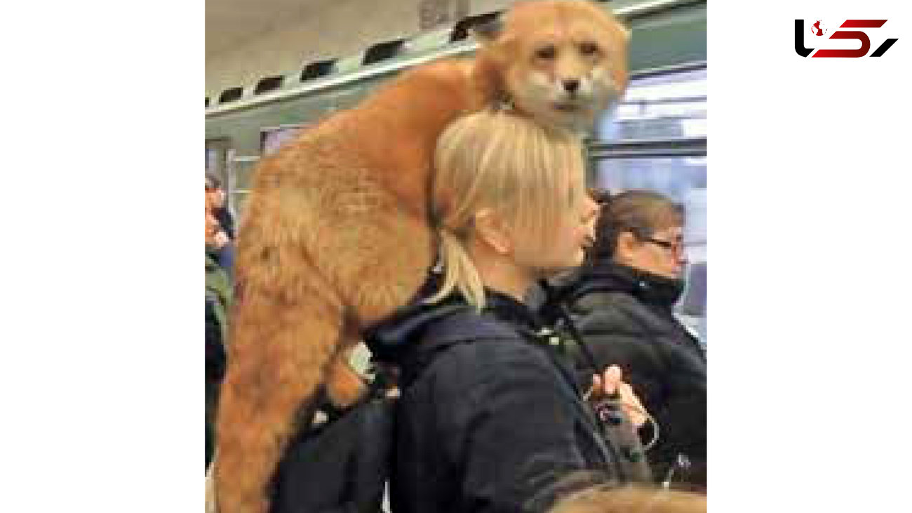 متروسواری یک دختر با روبـــاه زیبا / مسافران شوکه شدند + عکس