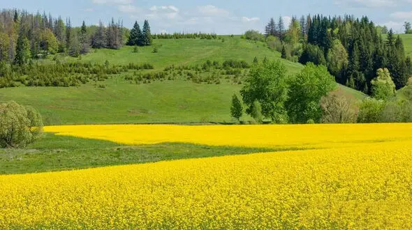 اعلام قیمت تضمینی کلزا و سویا برای سال زراعی 1402-1401