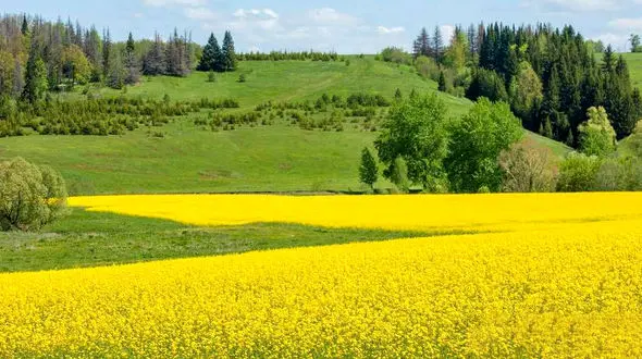 اعلام قیمت تضمینی کلزا و سویا برای سال زراعی 1402-1401