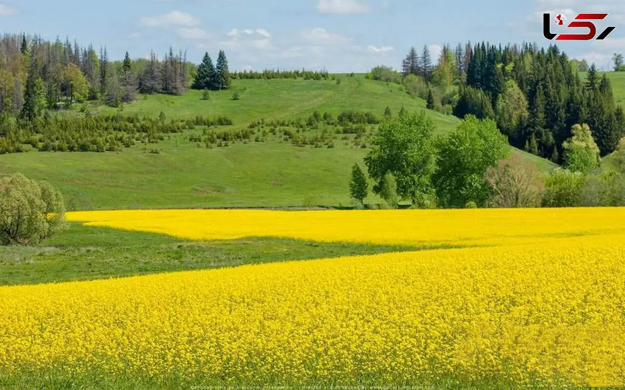 اعلام قیمت تضمینی کلزا و سویا برای سال زراعی 1402-1401