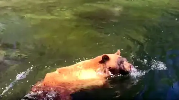 فیلم لحظه سقوط یک خرس بدشانس در آبشار