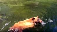 فیلم لحظه سقوط یک خرس بدشانس در آبشار