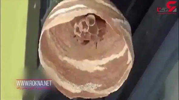 زنبوری که یک تنه لانه می‌سازد! + فیلم