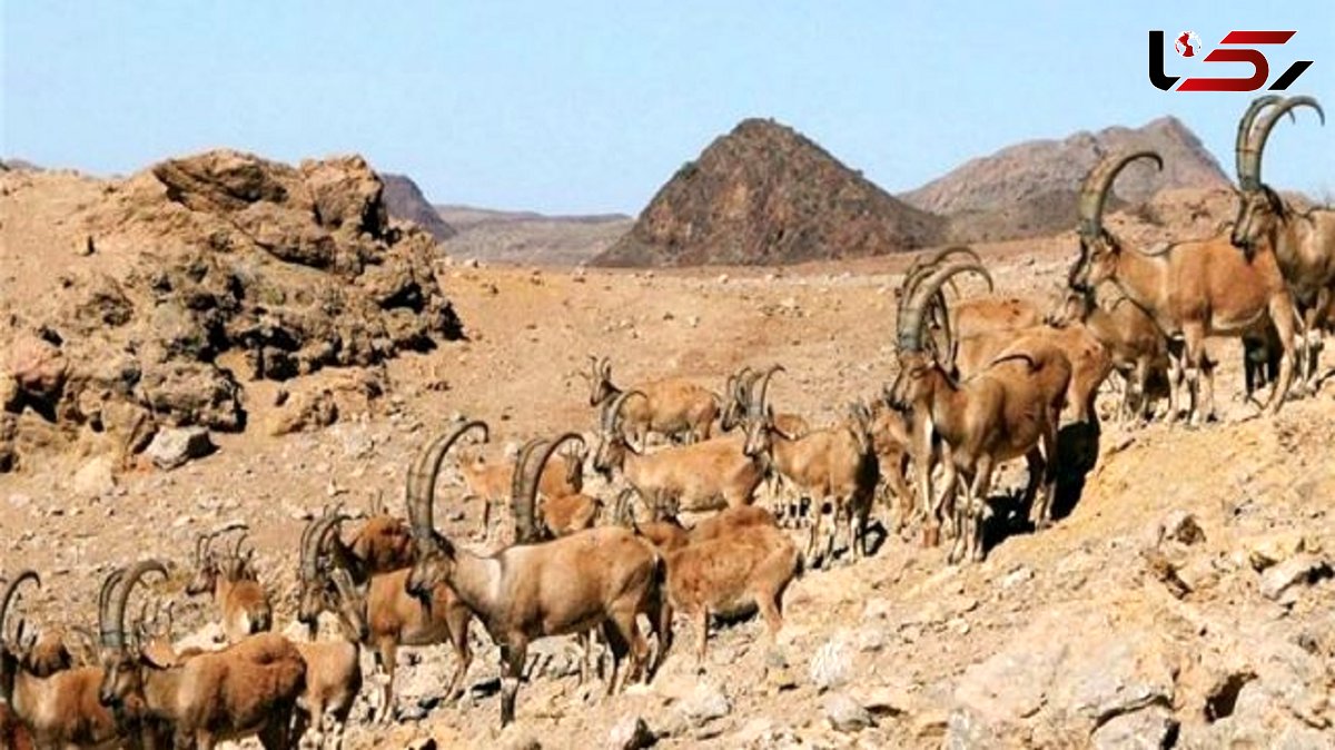 هشدار! پارک ملی کلاه قاضی اصفهان در آستانه تخریب / وزارت راه به دنبال جاده سازی غیرقانونی در زیستگاه حیات وحش + فیلم