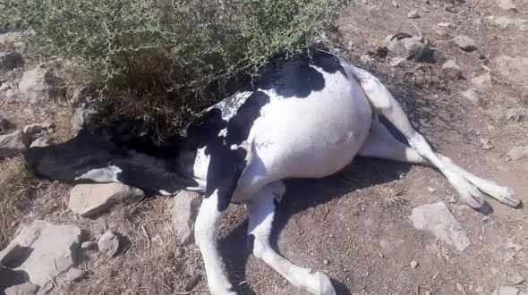 مرگ مشکوک گاوهای ایذه در حاشیه رودخانه کارون + عکس های تلخ