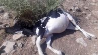 مرگ مشکوک گاوهای ایذه در حاشیه رودخانه کارون + عکس های تلخ
