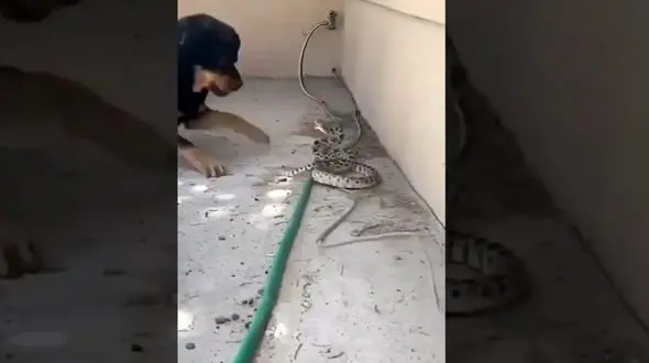 فیلم/ لحظه نجات دادن جان انسان ها توسط حیوانات خانگی 