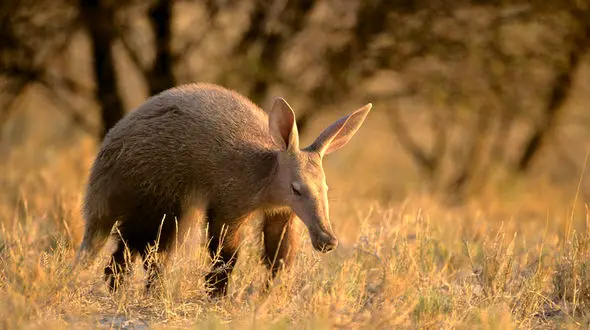 کجا می توانید موریانه خوار ببینید؟ +عکس های دیدنی