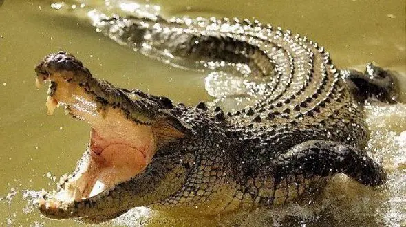 کروکودیل 700 کیلویی مسئول تغذیه اش را خورد! 