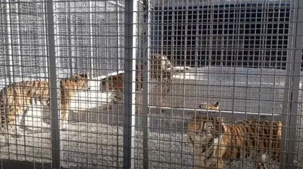 پس لرزه های حمله ببر به گزارشگر تلویزیون ایران در باغ وحش صفا دشت ! / مقصر کیست ؟! + فیلم وحشتناک