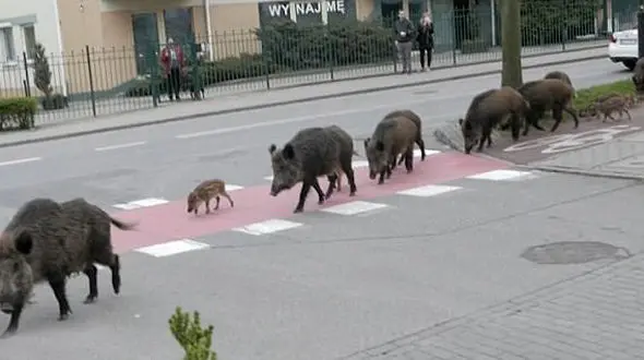 حمله گرازهای وحشی به خیابان های یک شهر در لهستان+فیلم