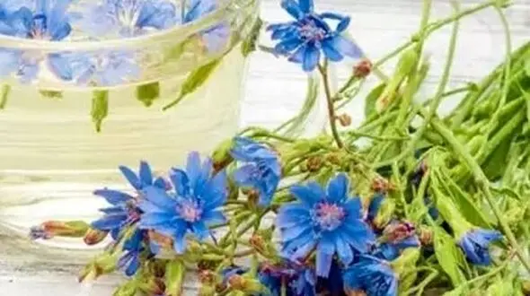 با این گیاه با سرطان مبارزه کنید و باروری تان را افزایش دهید + عکس
