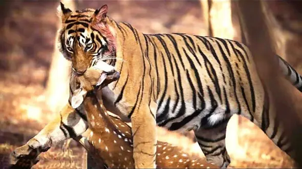 فیلم شکار آهو توسط ببر در رودخانه 