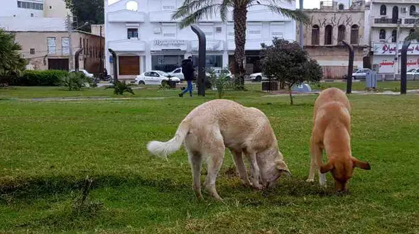 دستورالعمل زنده‌گیری سگ‌های ولگرد در شاهین شهر کارآمد نیست