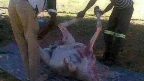 در این رستوران گوشت الاغ کباب می کردند ! 