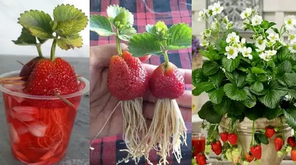 فیلم/ با این روش ساده و سریع مثل آب خوردن درخانه توت فرنگی بکارید و برداشت کنید 